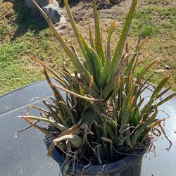 Aloe Vera