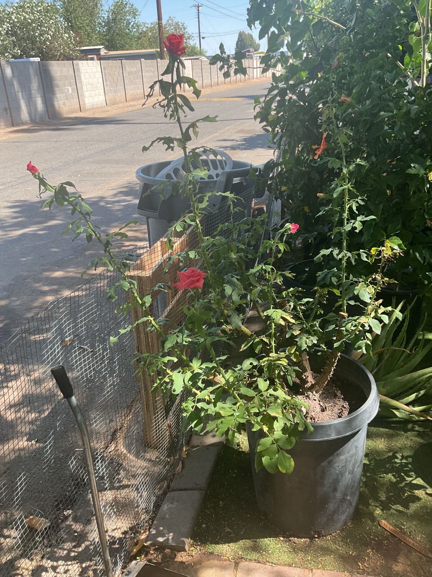 Pink rose 🌹 plant