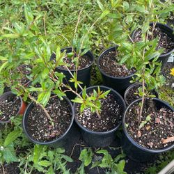 Granada     Pomegranate  Tree 