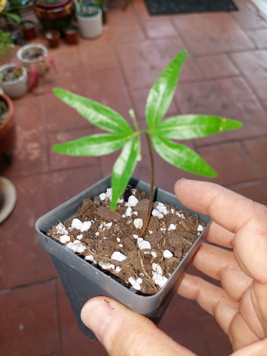 Gumbo Limbo Bursera simaruba tree rooted seedling - Approx 5" small Tree