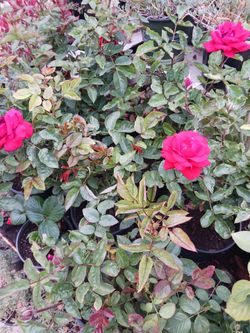 Rosas