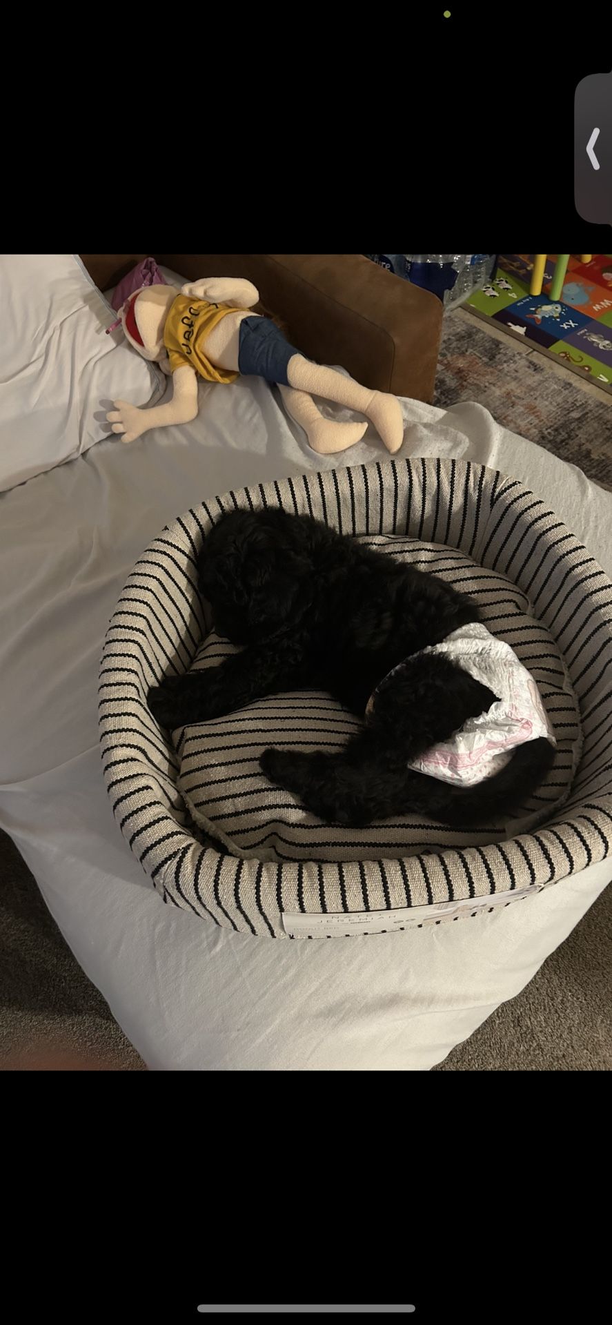 (Dog) “Bed “