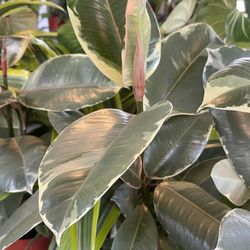 Variegated Rubber Tree Plants 