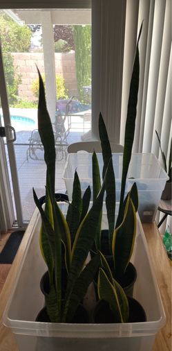 Plants $15 each