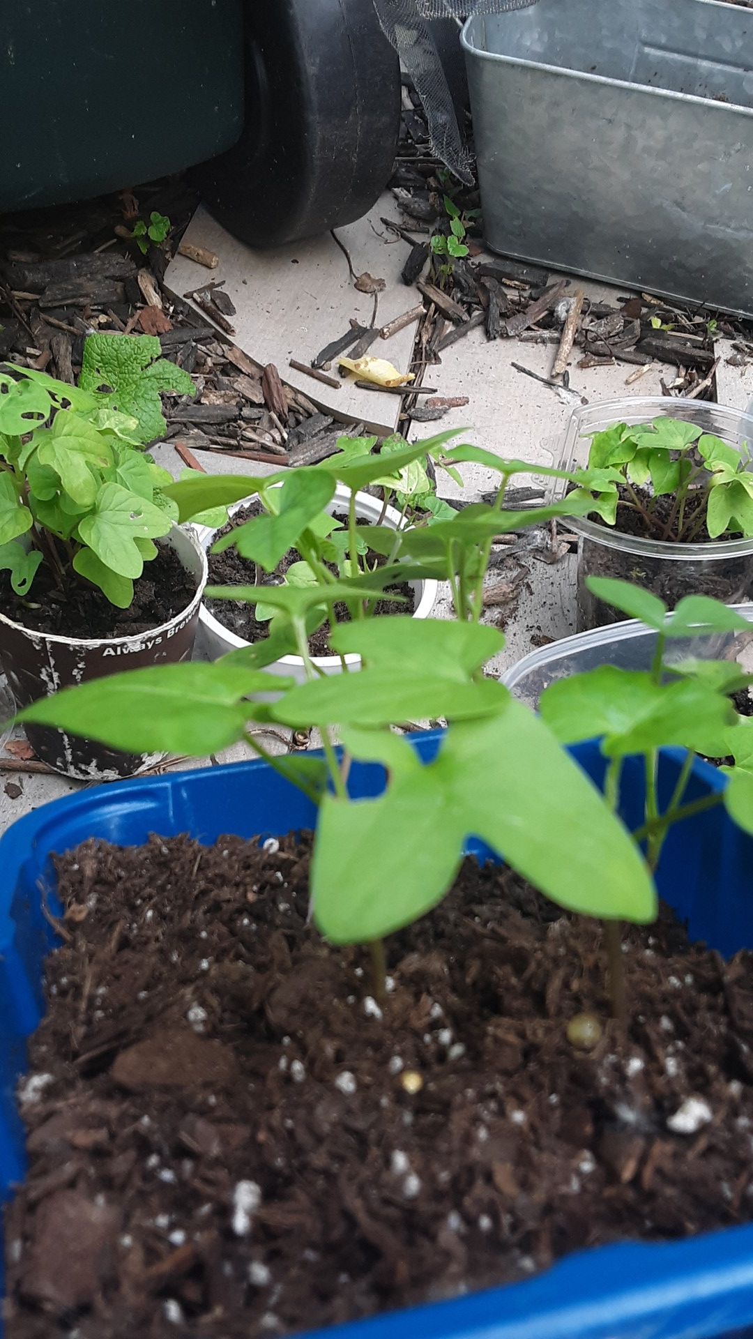 SIX MORNING GLORYS FOR $6/ MARIGOLS/CELANTRO/GROUND COVERS