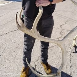 Massive Elk Antler