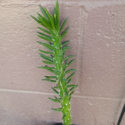 Planta Captu Alfileres s De Eva