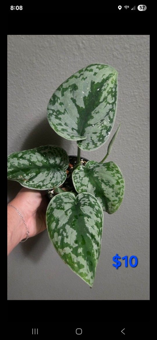 Scindapsus Exotica