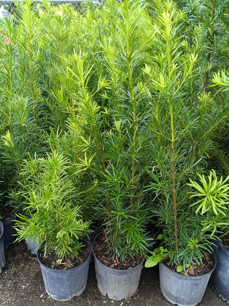 ππ PODOCARPUS PRIVACY HEDGE PLANTS 3GL $8