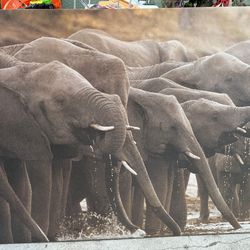 Elephant picture wall frame 54”x38”