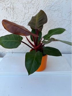 Philodendron Prince of Orange