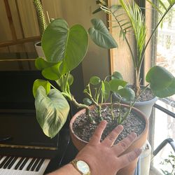 Large Monstera