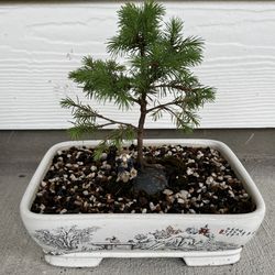 Dwarf Alberta Spruce Bonsai