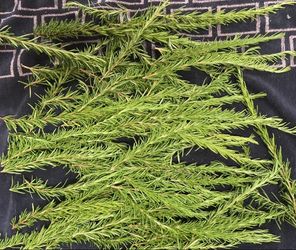 Dried Rosemary