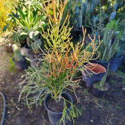 Fire Stick Pencil Tree Plant