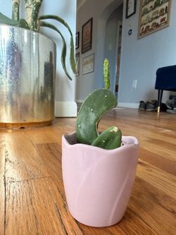 Prickly Pear Cutting