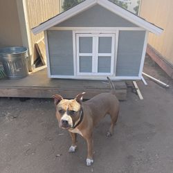 Custom dog houses, crates and kennels
