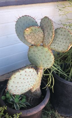 Cactus