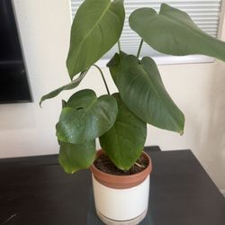 Monstera Plant 