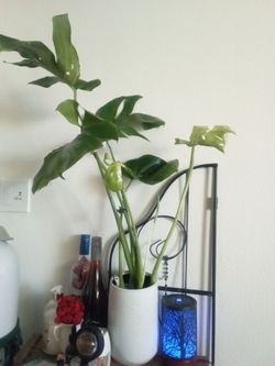 monstera