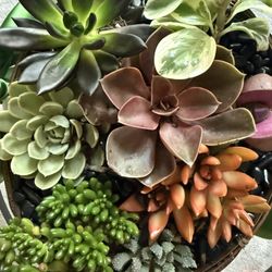 Live Succulent Arrangement 