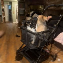 Pet Stroller 