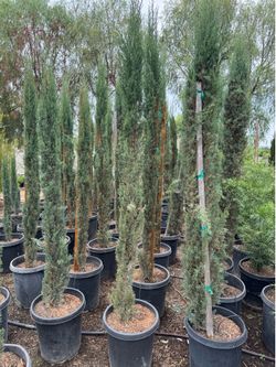 Cypress 15 gal