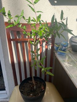 Red pomegranate tree