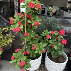 Un Par De Coronas Rojas En 150.00 Por 2