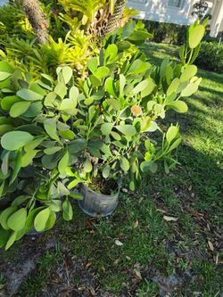 clusias podocarpus  Only  instant privacy  Hedge  for fences