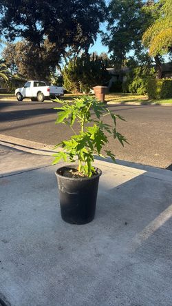 Papaya tree