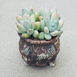 Succulents plants 🪴 