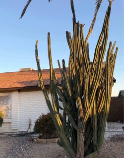 Cactus free