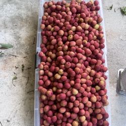 Fresh Picked Maritia Lychees Local Grown Redlands Florida 