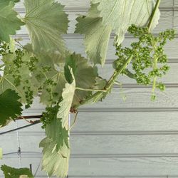 SF1- Kyoho Grapes Tree