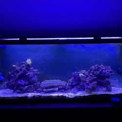 Established Saltwater Tank 55g