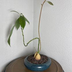 Hass Avocado Bonsai Tree-($65)
