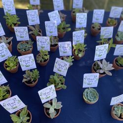 Succulents Mini Party Favors 