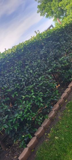 Plants