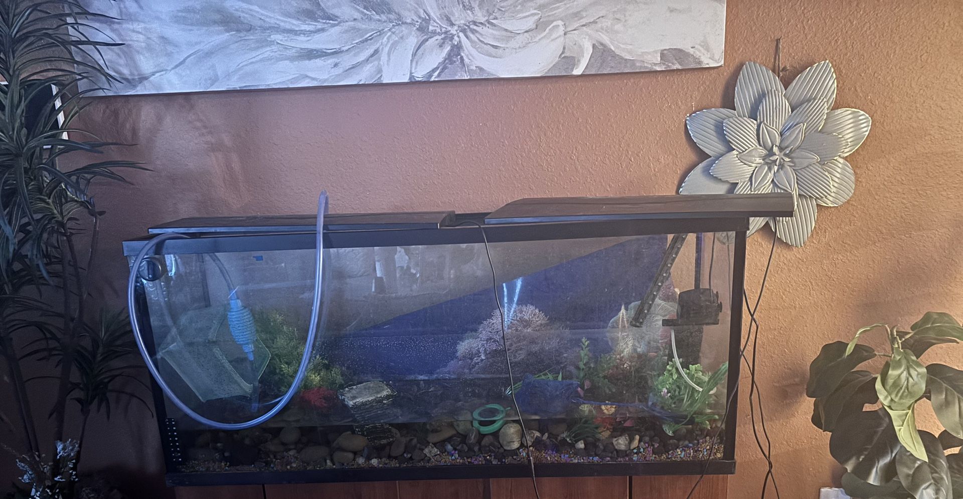 55 Gallon Fish Tank