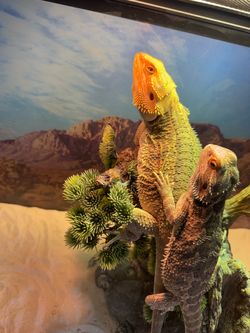 Big tank/ beardies
