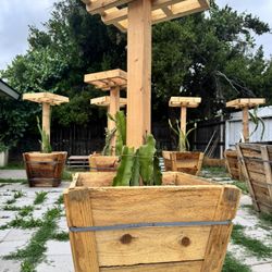 Rooted Dragon Fruit Trellis and Planter Included