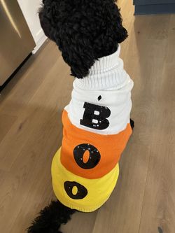 Boo Costume 65 Pound Dog