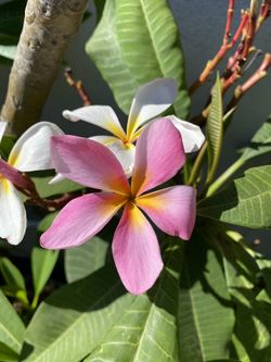 Plumeria 