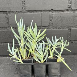 Succulents 