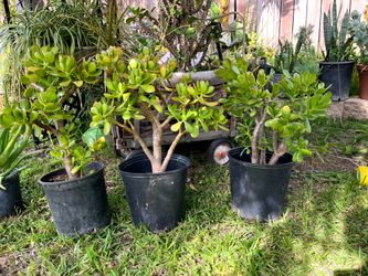 Jade Plants  $20 each