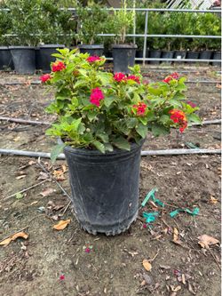 Lantana Camara 5 gal
