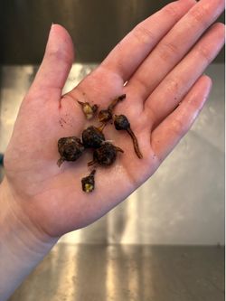 Alocasia Polly corms