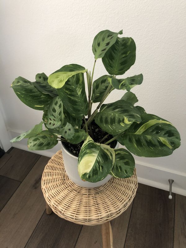 Variegated Calathea Prayer Plant / Maranta Leuconeura 6