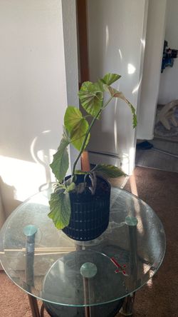 Polk a dot  house plant new pot new soil